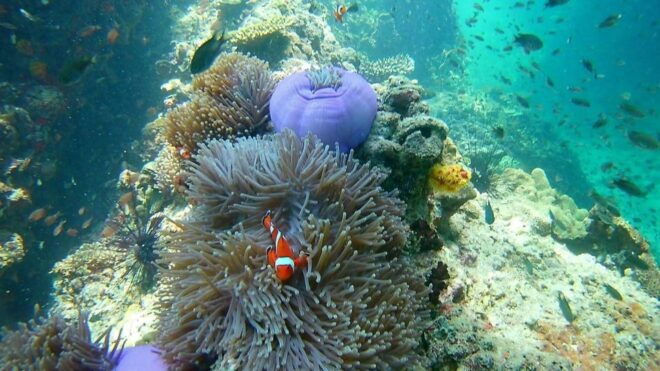 Krabi: Freediving and Snorkeling at Yawasam and Talu Island - Other Details