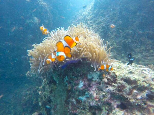Krabi: Freediving and Snorkeling at Yawasam and Talu Island - Directions