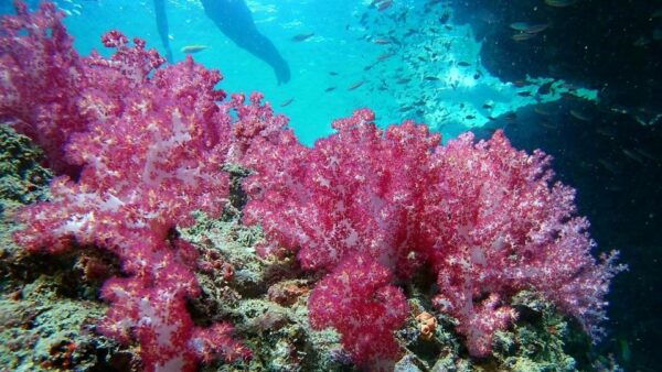 Krabi: Freediving and Snorkeling at Yawasam and Talu Island - The Sum Up