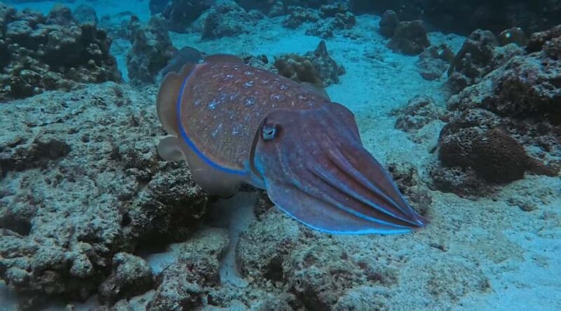 Krabi: Green Freediving Tour with Lunch and Transfer - Good To Know