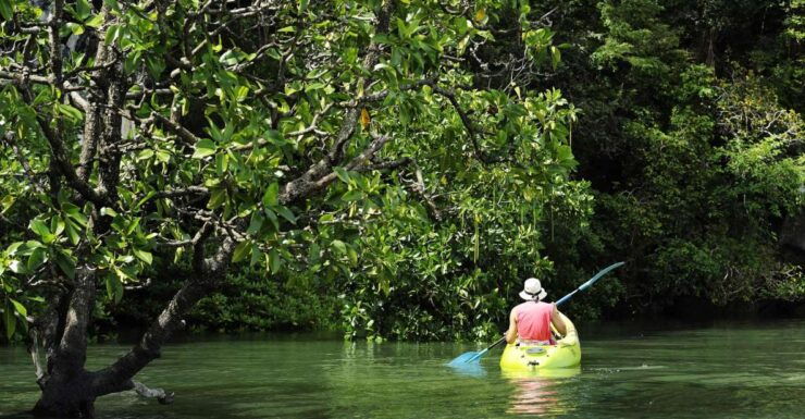 Krabi: Half Day Tour Mangrove Tour Kayaking Tour With Lunch - Kayaking Experience