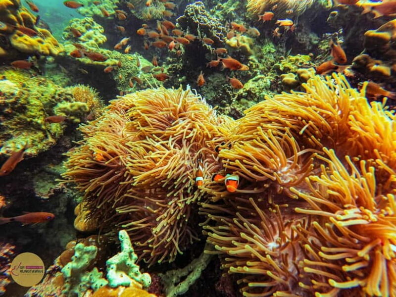 Krabi: Hong Islands Sunset, Bioluminescent Plankton and BBQ - What Makes This Tour Stand Out?