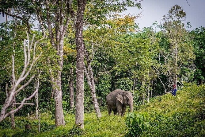 Krabi Immersive Elephant Sanctuary Experience - A Closer Look at the Krabi Immersive Elephant Sanctuary Experience
