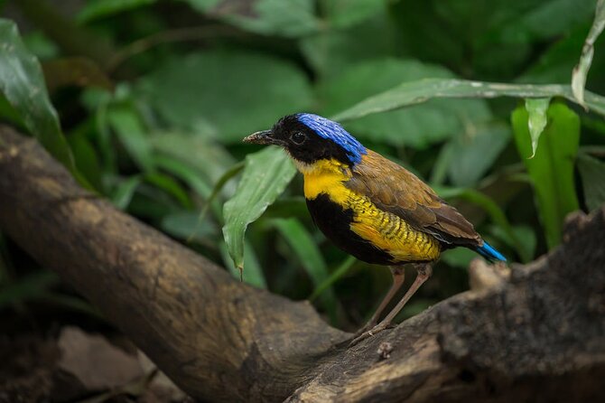 Krabi Jungle Tour With Kayaking at Ao Thalane - Common Questions