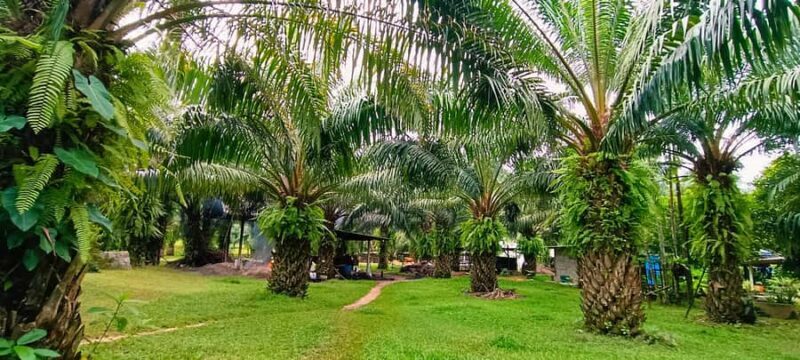 Krabi: Kayaking, Bat Cave, and Hot Springs Day Tour - Why This Tour Is a Great Choice