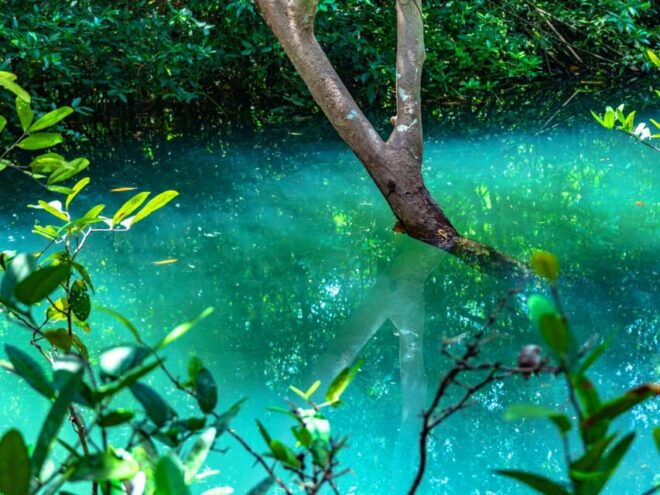 Krabi: Kayaking, Crystal Lagoon, and Fish Spa in Klong Root - Questions You May Have