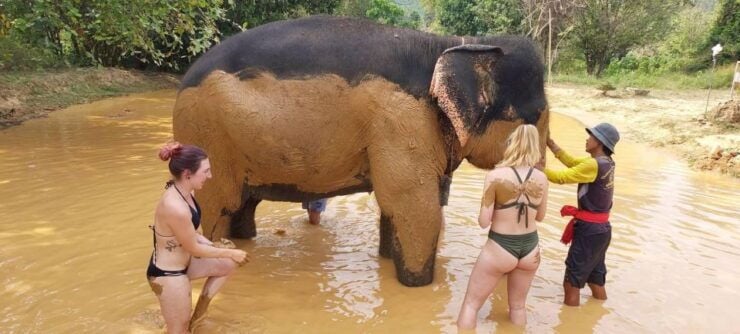 Krabi: Khao Sok Elephant Rescue Center & Bamboo Raft Paddle - Activity Details