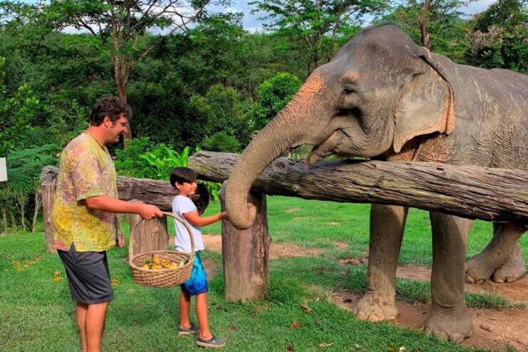 Krabi: Khao Sok Elephant Sanctuary, Rafting Tour, and Lunch - Sanctuary Encounter With Local Elephants