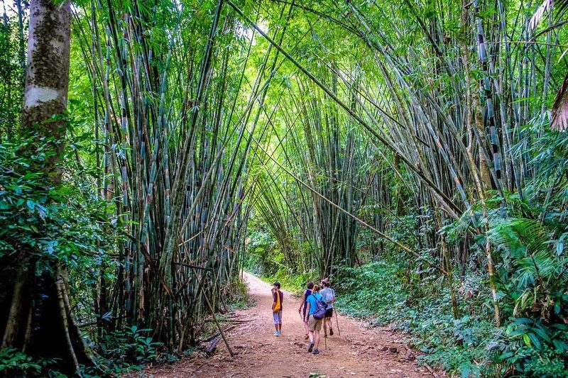 Krabi Khao Sok National Park 3-Day Guided Safari - The jungle hike can be rewarding, with safety first