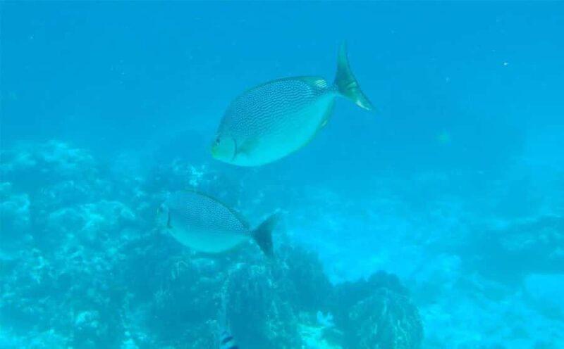 Krabi: Lazy Similan Islands Tour by Speedboat & Buffet Lunch - Transportation, Group Size, and Value