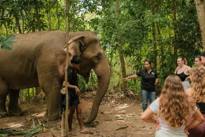Krabi: Love Elephant Sanctuary Tour - Good To Know