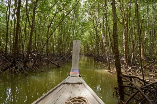 Krabi Mangrove and Khao Khanap Nam Cave Half Day Tour - Local Lifestyle Experiences