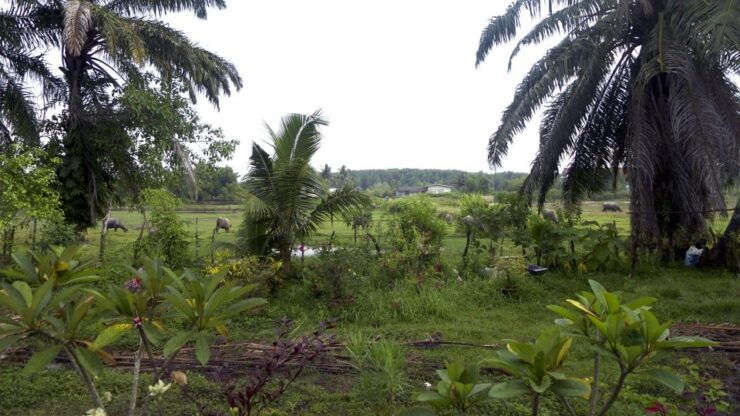 Krabi: Mangrove Magic & Koh Klang Charm by Longtail Boat - Activity Highlights