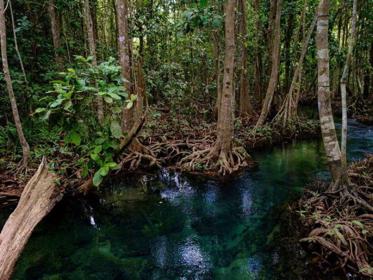 Krabi: Mangroves and Khao Kanab Nam Cave Tour With Lunch - Mangrove Forests and Boat Ride