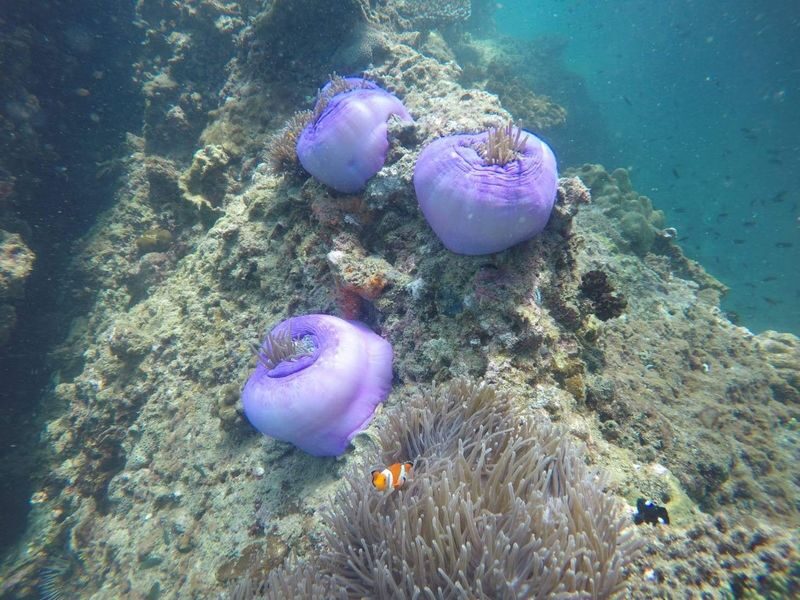 Krabi Nice Sea Snorkeling Tour to Yawasam & Talu Island - Snorkeling over Yawasam’s shallow reefs