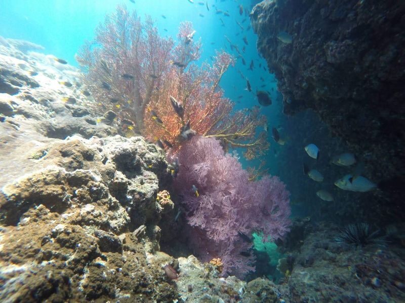 Krabi Nice Sea Snorkeling Tour to Yawasam & Talu Island - Picnic lunch on Poda’s quieter shore