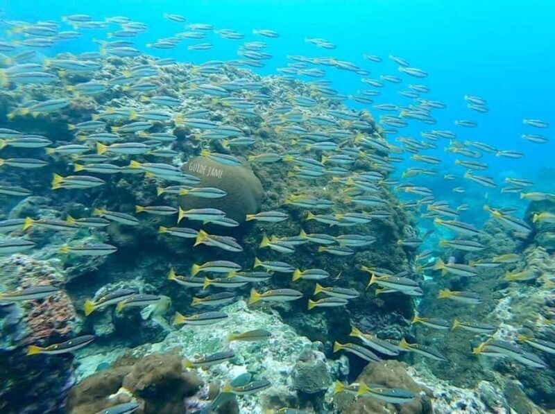 Krabi: Phi Phi Islands Day Trip by Speedboat & Buffet Lunch - Final Thoughts: Is This Tour for You?