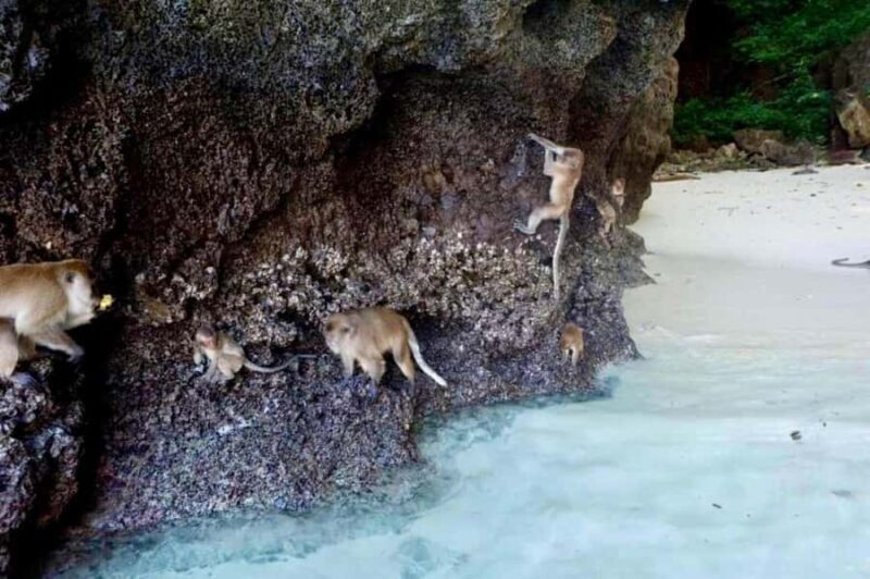 Krabi: Phi Phi Islands Day Trip by Speedboat & Buffet Lunch - FAQs