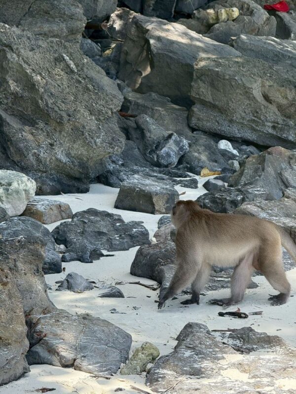 Krabi Phi Phi Islands & Maya Bay Full-Day Tour with Snorkeling - Booking and weather: two practical points