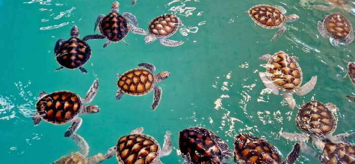 Krabi: Private Tour Khao Lak - Bamboo Rafting, ATV & Turtle - Thrilling ATV Ride