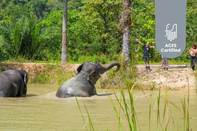 Krabi Roaming Elephant Sanctuary Experience - What makes this visit different