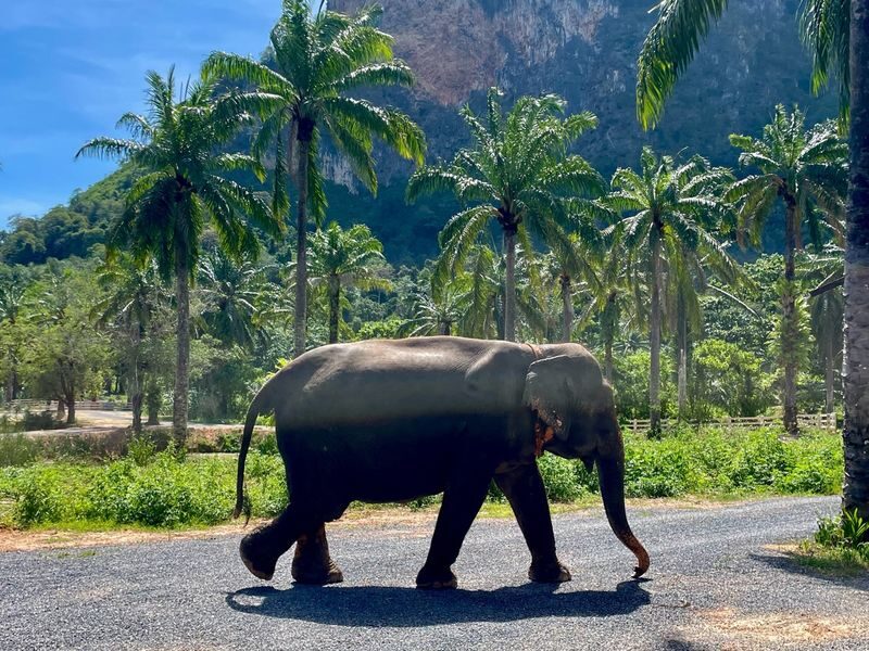 Krabi Roaming Elephant Sanctuary Experience - A calmer way to meet Krabi’s elephants