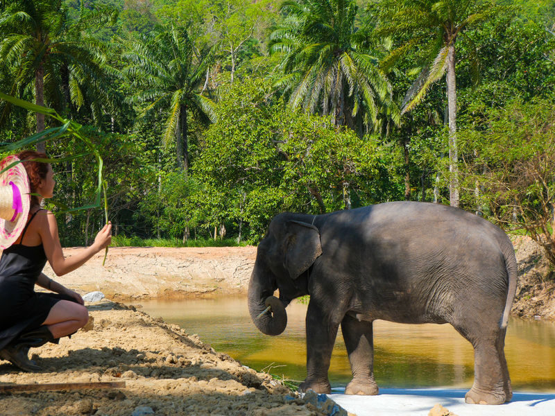 Krabi Roaming Elephant Sanctuary Experience - Mini Moments or Half-Day Highlights?