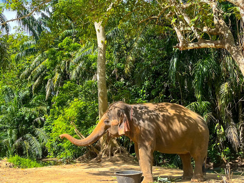 Krabi Roaming Elephant Sanctuary Experience - What the price buys
