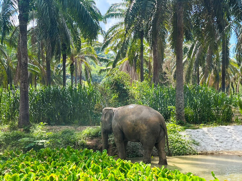 Krabi Roaming Elephant Sanctuary Experience - Transfers, timing, and what to bring