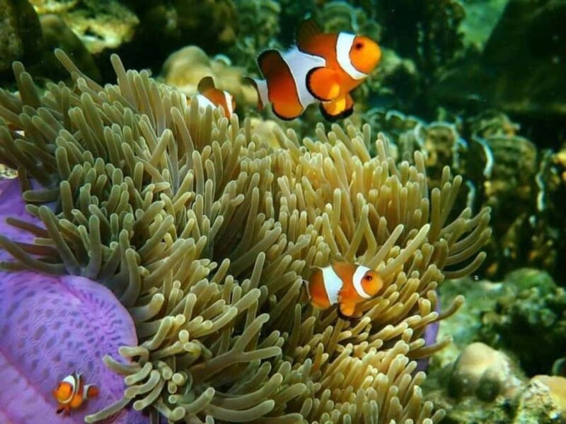 Krabi: Rok & Haa Islands Tour by Speedboat & Buffet Lunch - Why Choose the Rok & Haa Islands Tour?