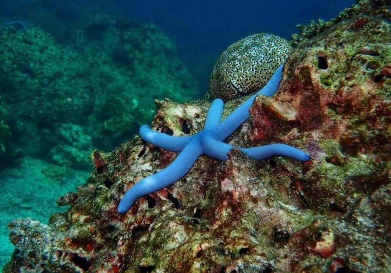 Krabi: Rok & Haa Islands Tour by Speedboat & Buffet Lunch - What Makes This Tour Stand Out?