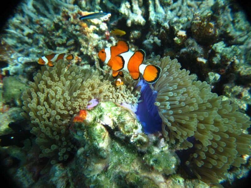 Krabi: Similan Islands Day Trip by Speedboat with Lunch - Good To Know