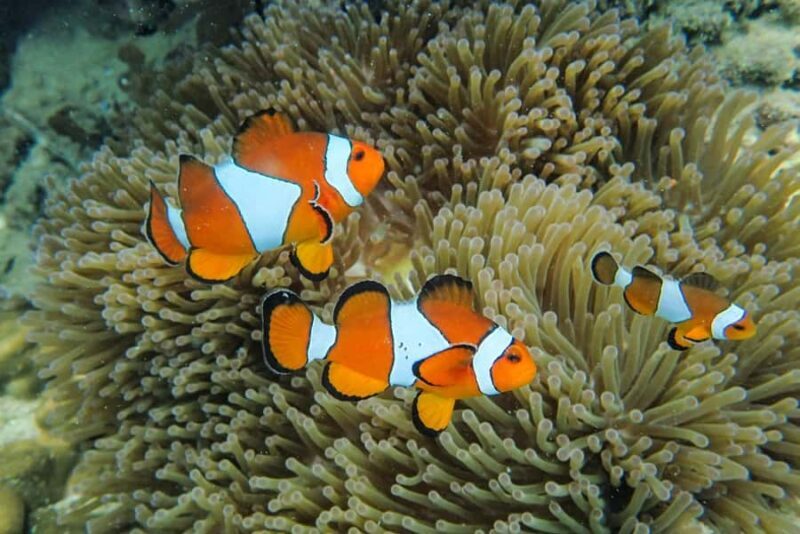 Krabi: Similan Islands Day Trip by Speedboat with Lunch - Final Thoughts