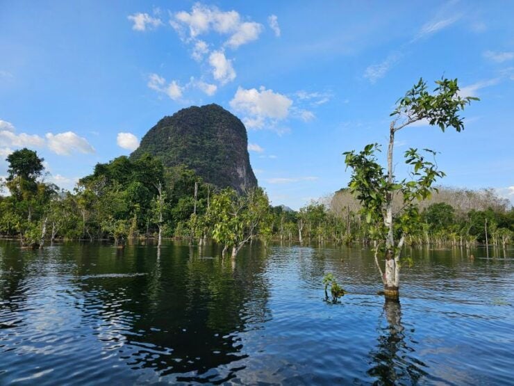 Krabi: South Kayak Klong Root Kayaking Tour - Included Services and Equipment