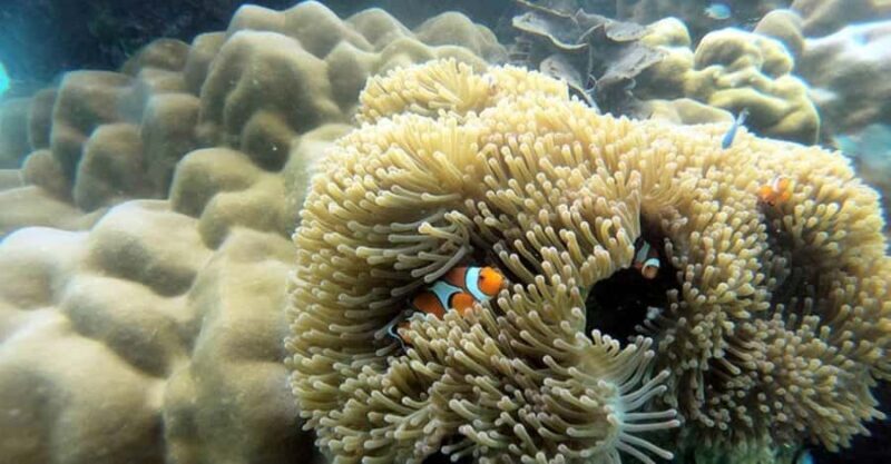 Krabi: Surin Islands Day Tour by Speedboat & Moken Village - Good To Know