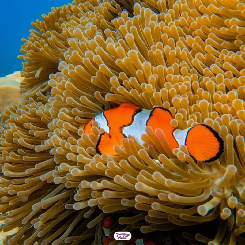 Krabi: Surin Islands Speedboat Tour with Meals - The Experience Breakdown