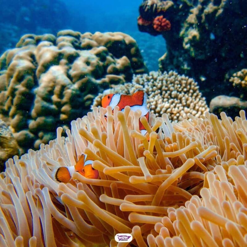 Krabi: Surin Islands Speedboat Tour with Meals - FAQs