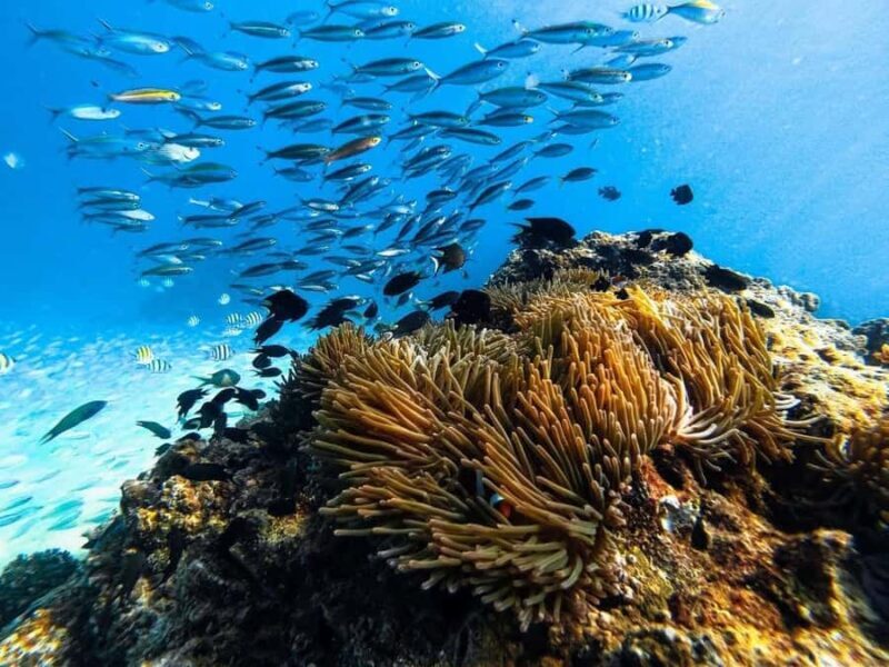 Krabi: The Phi Phi Cove Collector - Who Should Consider This Tour