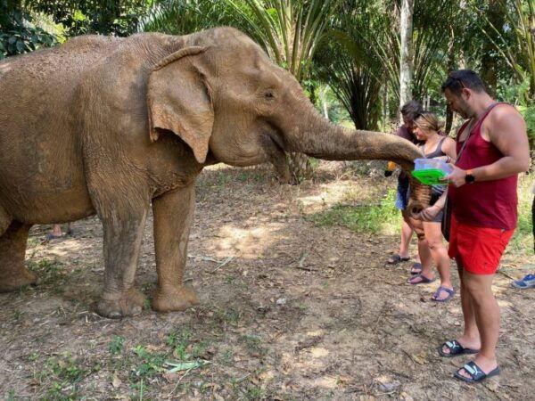 Krabi: Tour of Elephant Care House and Tiger Cave Temple - Common Questions