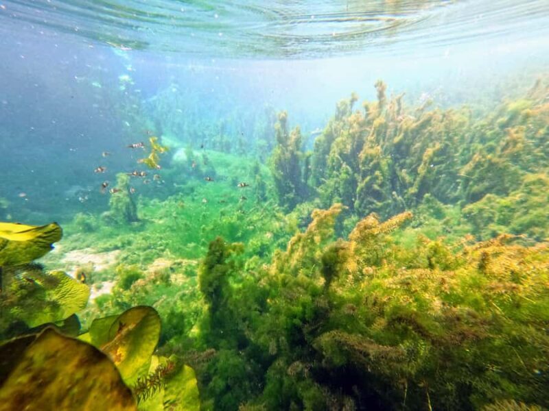 Krabi Trio: Klong Root Paddle, Fish Feeding & Pineapple Farm - The Experience Breakdown: What to Expect