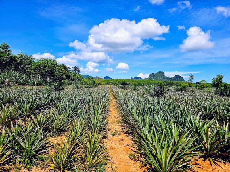 Krabi Trio: Klong Root Paddle, Fish Feeding & Pineapple Farm - Authentic Insights from Reviews