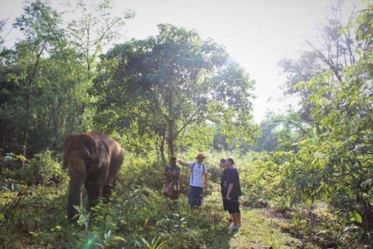 Krabi: Unique Dusk Ethical Elephant Sanctuary Experience - Experience Highlights