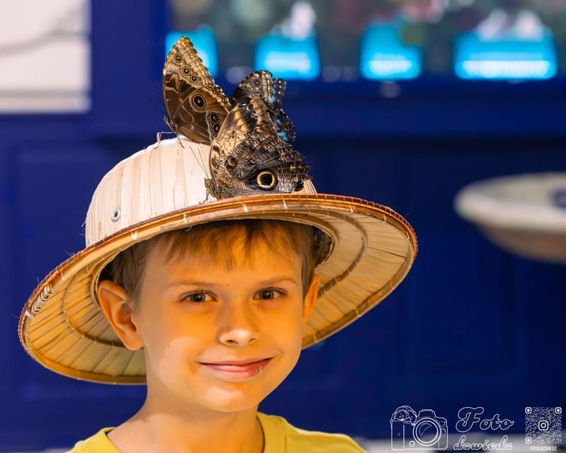 Krakow: 4 Mazes and Living Butterfly Museum Entry Ticket - The Experience and Logistics: What You Need to Know