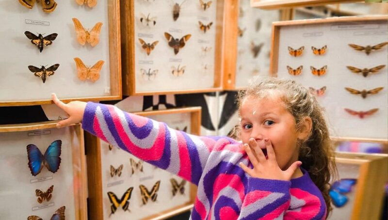 Krakow: Living Butterflies Museum ''House Of Attractions'' - Introduction