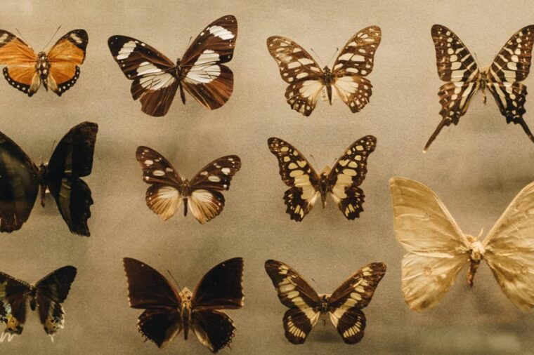 Krakow: Living Butterflies Museum ''House Of Attractions'' - The Experience: A Closer Look