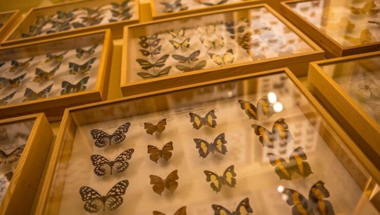 Krakow: Living Butterflies Museum - Key Points