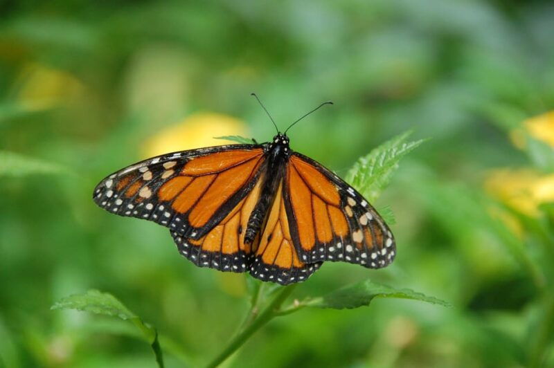 Krakow: Museum of Living Butterflies 2+1 - Why This Tour Offers Good Value