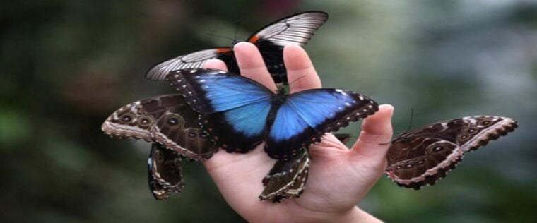 Krakow: Museum of Living Butterflies 2+1 - Is This Experience Right for You?