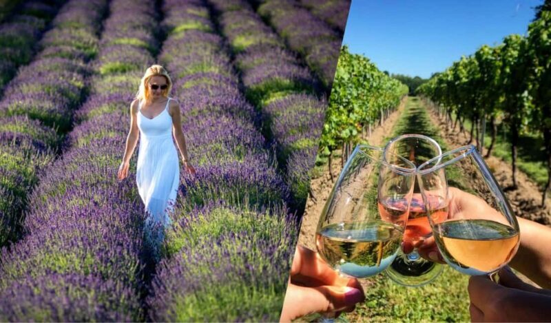 Kraków: Private Lavender Fields & Vineyard Tasting Tour - Who Will Love This Tour?