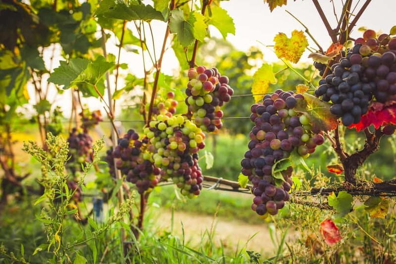 Krakow: Vineyard Tour with Wine Tasting and Dinner - FAQ